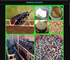 Download ebook budidaya maggot : Budidaya Maggot For Android Apk Download