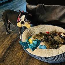 boston terrier puppies and dogs in fort
