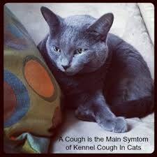 Other symptoms may include watery to mucoid nasal discharge, sneezing, lethargy, and in severe cases, loss of appetite, depression, and fever. Kennel Cough Symptoms In Cats Hubpages