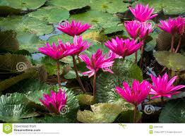 Image result for free download images of  pond of lotus