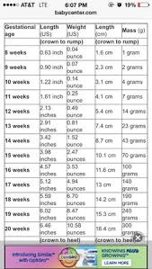 Baby Length Vs Week Of Pregnancy Babycenter