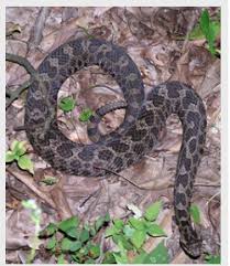 poisonous snakes in indiana
