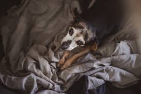 By choosing home burial, the total cost for putting the dog down will reduce accordingly. Dog Euthanasia Mobile Veterinarian At Home Euthanasia