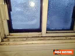 window mold removal service mold busters