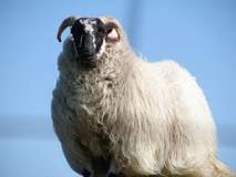 what-is-the-most-common-breed-of-sheep-in-scotland