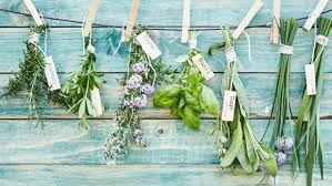 Herb Garden Ideas To Help Sprout