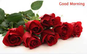 good morning with red rose flower