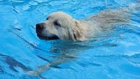 can-dogs-swim-without-training