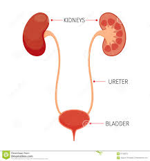 Kidneys And Bladder Human Internal Organ Diagram Stock