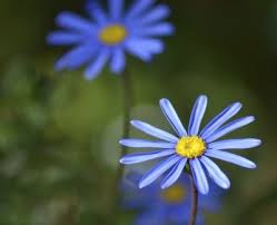 how to grow a blue kingfisher daisy plant