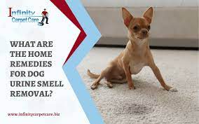 for dog urine smell removal