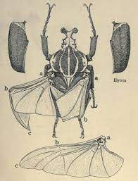 Goliath beetle | Insect art, Beetle art, Goliath beetle