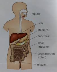 look at the diagram of the digestive