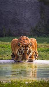 hd tiger drinking water wallpapers peakpx