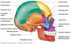 Human Skull Anatomical Chart Bedowntowndaytona Com