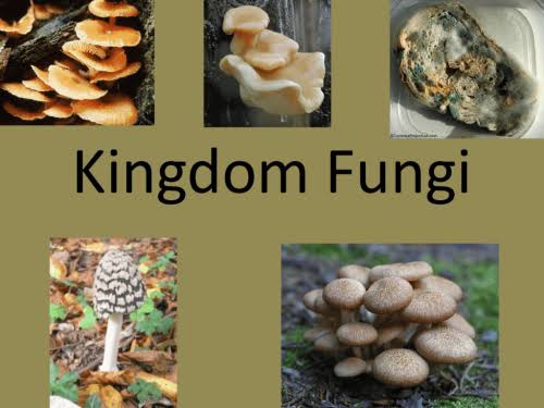 Kingdom Fungi