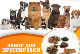 Новогоднее меню для собаки: здоровые лакомства и рецепты