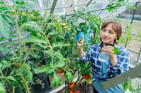 homemade tomato plant fertilizer best