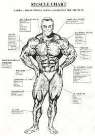 Muscle Chart Healthy Fitness Names Workouts Tricep Bicep