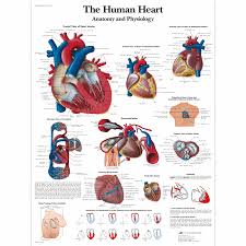 The Human Heart Chart Anatomy And Physiology