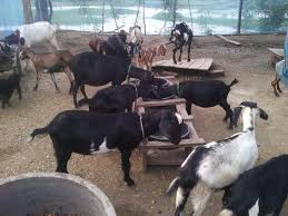 How To Feed Black Bengal Goat Gain Weight And Secure Health