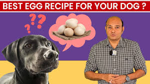 how to give eggs to your dog you