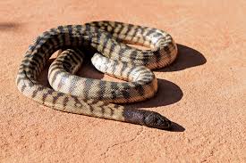 black headed python perth zoo