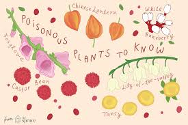 Identifying 12 Common Poisonous Plants
