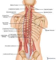Erector Spinae Muscle Consists Of 3 Muscles Iliocostalis