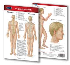 Details About Acupuncture Points Chart Pocket Size Laminated Quick Reference Guide