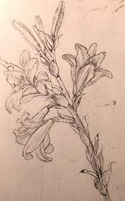 Sketching flowers can be so fulfilling, so i have collected together some ideas to help and inspire you. 30 Beautiful Flower Drawings Cuded