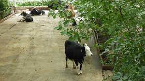 an inside view of a cow garden in the