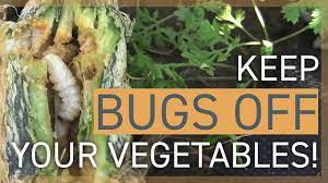 keep bugs off my vegetables how to