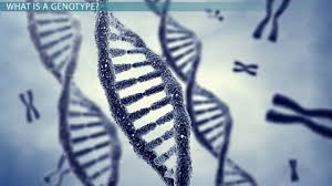 genotype definition types exles