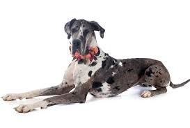 patterns of a great dane