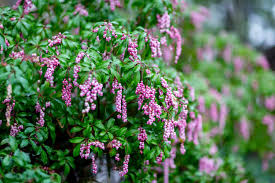 12 ideal shrubs for shade