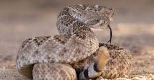 does-texas-have-a-lot-of-rattlesnakes