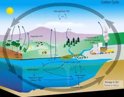 carbon cycle importance diagram