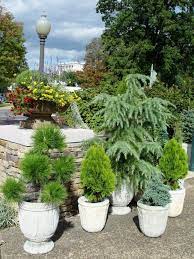 evergreen potted plants potted trees
