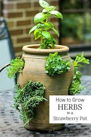 Growing Herbs In A Strawberry Pot For