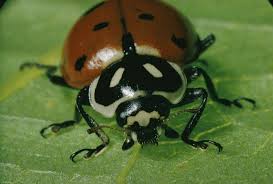 how many legs does a lady beetle have