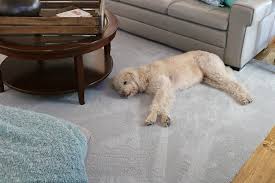 pet friendly carpet makes life easier