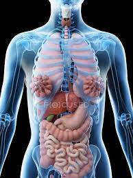One of the main organs in the female reproductive system are the mammary glands, which are located inside the breast, and they secrete milk. Human Body Model Showing Female Anatomy With Internal Organs Digital 3d Render Illustration Medical Stomach Stock Photo 308611082