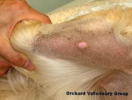 dog has a lump under their skin