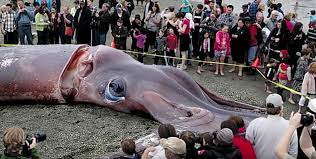 was a giant squid found beached in new
