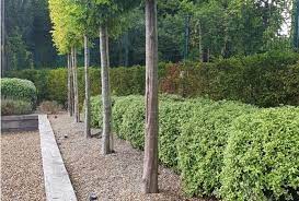How To Mulch Your Trees To Help Them