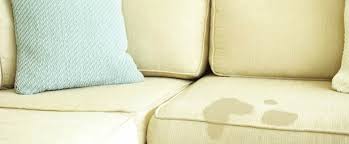pet urine stains on the couch