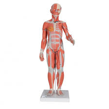 Anatomy of the human body. 1 2 Life Size Complete Human Female Muscle Figure Without Internal Organs 21 Part 3b Smart Anatomy