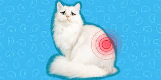 kidney disease in cats causes