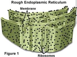 The endoplasmic reticulum (er) in nrk cells is an extensive, reticular network that pervades the entire cell cytoplasm and includes the nuclear membrane. Rough Endoplasmic Reticulum Roughendoplas10 Twitter